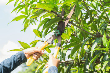 people cuting mango tree with pruning shears in garden