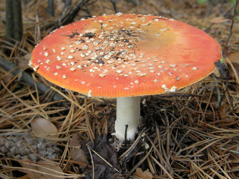 Mushroom amanita. beautiful image