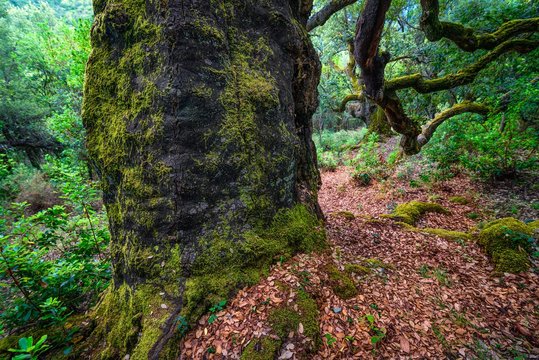 Alcornoque en Bierzo