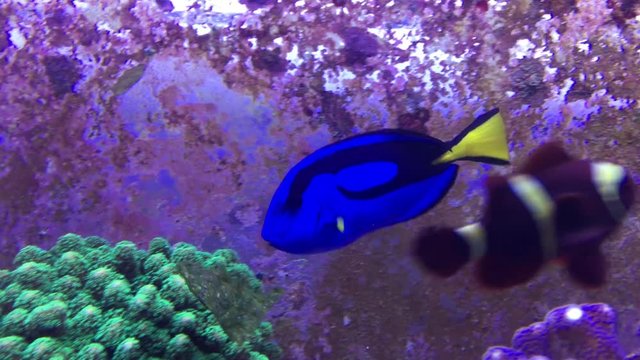 Bright blue, black, and yellow fish swims around and stops to eat some food with other competition around it.  