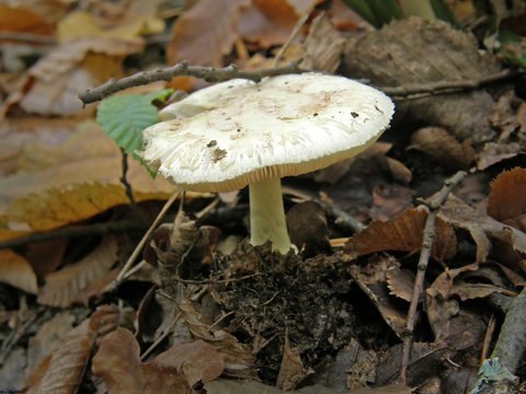 Forest mushroom photo.