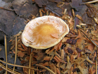Forest mushroom photo.