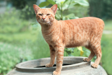 close up cat thai on jar