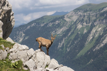 Bouquetin dans la montagne