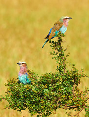 Two Lilac breasted roller