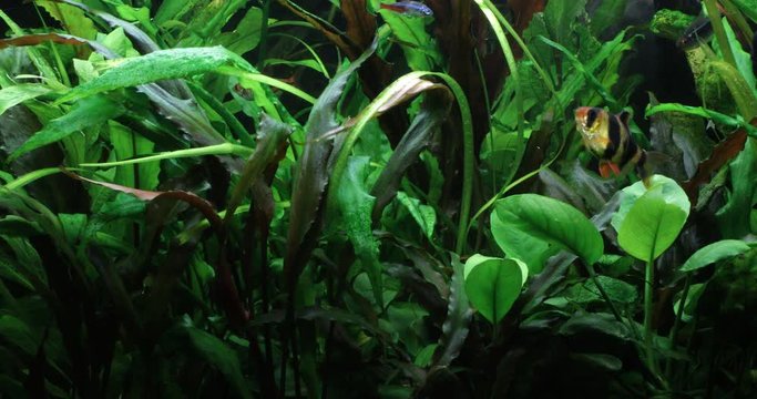 A green beautiful planted tropical freshwater aquarium. 4k video. Nature background.