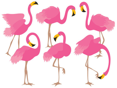 Vector Set of Beautiful Pink Flamingos