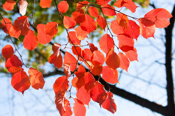 桜葉の紅葉