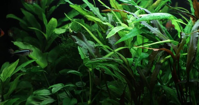 A green beautiful planted tropical freshwater aquarium. 4k video. Nature background.