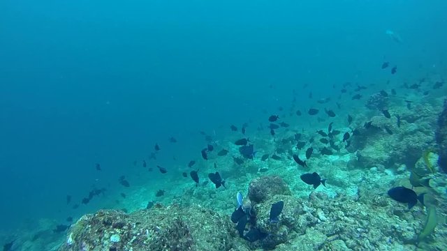 school of Red-toothed triggerfish (Odonus niger) swims over coral reef in blue water, Indian Ocean, Maldives
