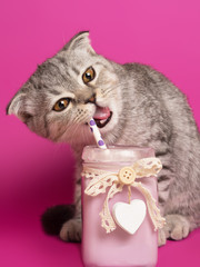 A charming gray scottish fold kitten eats a  milkshake on a pink background, vertical.