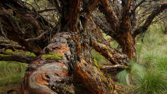 Tree located in the moor in the Ecological Reserve Los Ilinizas in Ecuador. Common name: paper tree. Scientific name: Polylepis incana