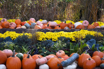 Halloween Gourds and Mums Display