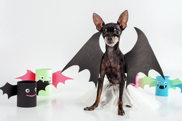 Toy-terrier.  A dog in a Halloween costume. The dog is a vampire.