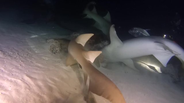 Scuba divers looks on the Tawny nurse sharks (Nebrius ferrugineus) in the night, Indian Ocean, Maldives
