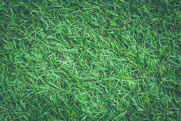 Top view close up  artificial grass or green grass texture in vintage style.