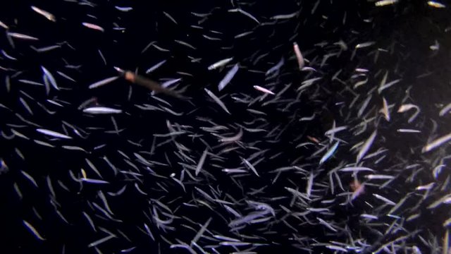 A large school of small fish fusses in the beam of a lantern at night, Indian Ocean, Maldives 