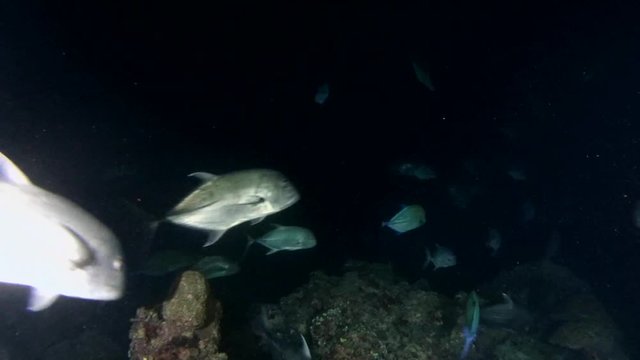  school of Giant trevally (Caranx ignobilis) hunts at night, Indian Ocean, Maldives
