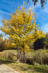 Fototapeta na wymiar Amazing Autumn landscape with Yellow trees in South Park in city of Sofia, Bulgaria