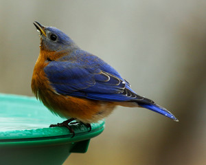 Bluebird drinking