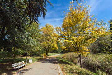 Amazing Autumn landscape with Yellow trees in South Park in city of Sofia, Bulgaria