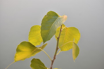 Obraz premium beautiful peepal tree leaf