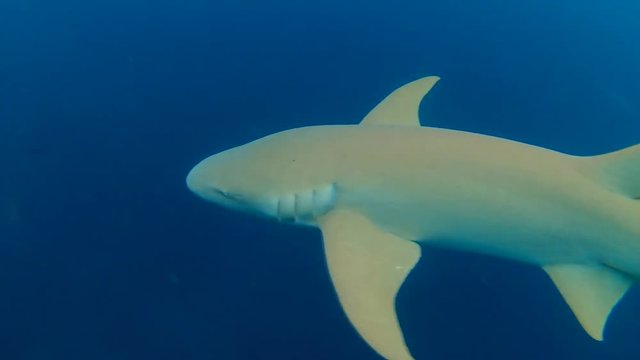 Tawny nurse sharks - Nebrius ferrugineus swims in the blue water, Indian Ocean, Maldives
