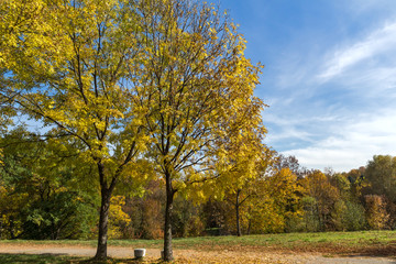 Fototapeta premium Amazing Autumn landscape with Yellow trees in South Park in city of Sofia, Bulgaria