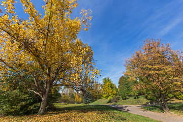 Naklejka premium Amazing Autumn landscape with Yellow trees in South Park in city of Sofia, Bulgaria