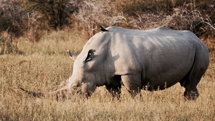 White Rhino in Profile 