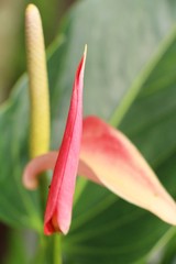 Flamingo flower at beautiful in the nature