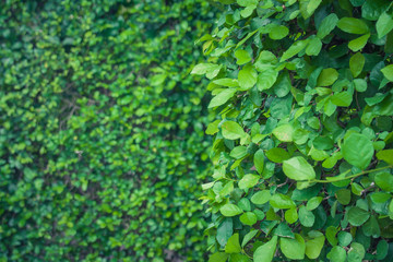Close up green leaves on green bush fence or border at outdoor garden.
