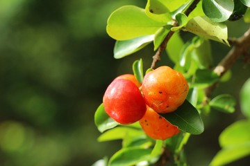 Cherry on the tree with the nature