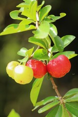 Cherry on the tree with the nature