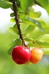 Cherry on the tree with the nature