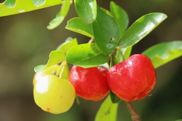 Cherry on the tree with the nature
