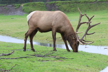 Elk in Alaksa with velvet still hanging on