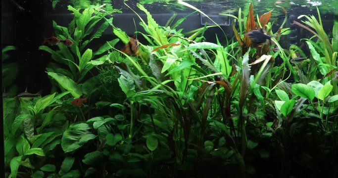 A green beautiful planted tropical freshwater aquarium. 4k video. Nature background.