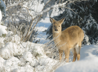 Whitetail deer fawn in the winter