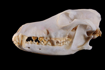 Skull of a coyote (canis Latrans) on a black background
