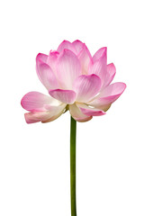 pink lotus flower are blooming