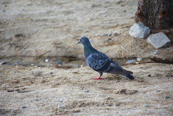 Close up of Pigeon bird standing on sand in nature.