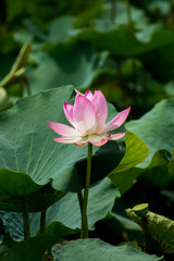 Fototapeta premium pink lotus flower are blooming