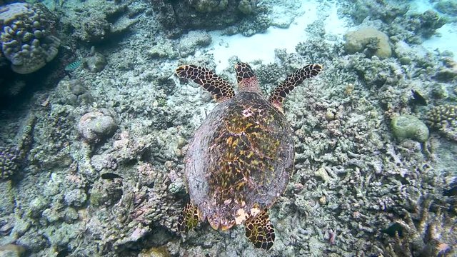 Sea turtle swims on a coral reef, Indian Ocean, Maldives
