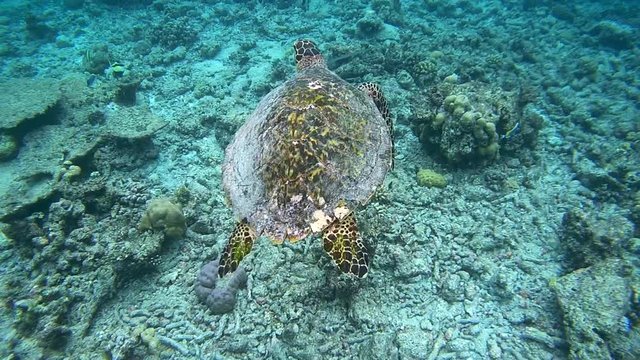 Sea turtle swims on a coral reef, Indian Ocean, Maldives
