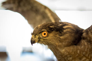 Hawk Eye