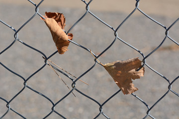Dead windswept autumn leaves entangled on chainlink fence