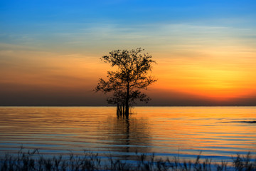 The silhouette of a tree in a lake