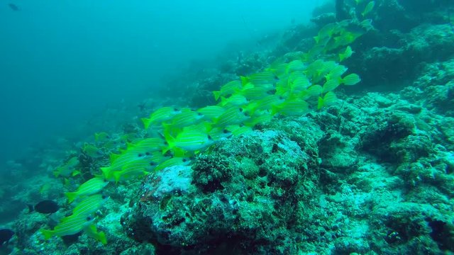 school of Bluestripe Snapper - Lutjanus kasmira swims over coral reef, Indian Ocean, Maldives
