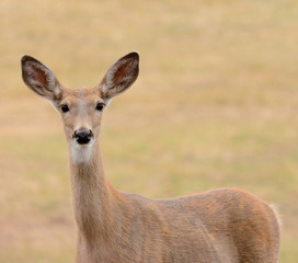 Closeup of a female Whitetail Deer